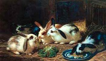 Rabbits 116